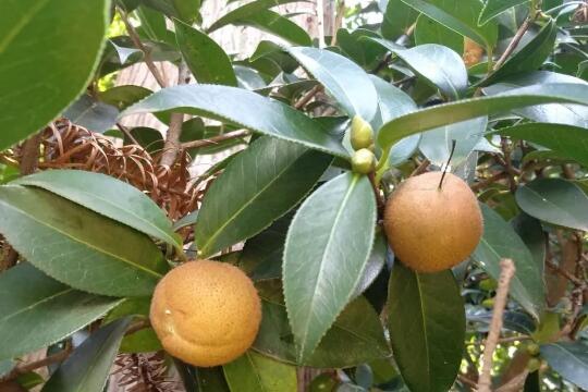 tea saponin source