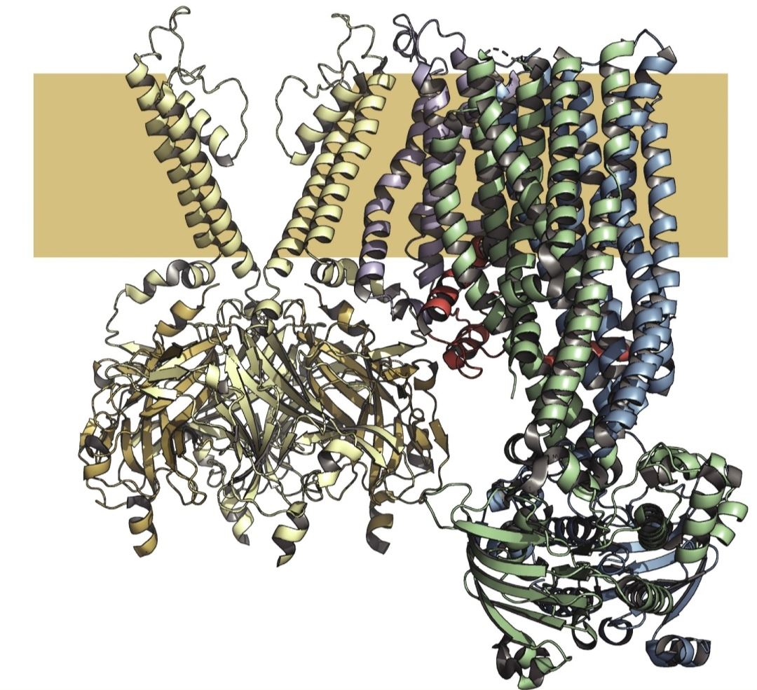 Apakah Adenosine Triphosphate Digunakan Untuk?